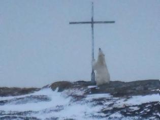 Φωτογραφία για Οιωνός; Μυστήριο με πολική αρκούδα που «προσεύχεται» σε σταυρό