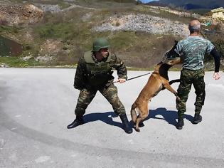 Φωτογραφία για Αξιολόγηση Στοιχείων Εκπαιδευμένων Συνοδών Σκύλων