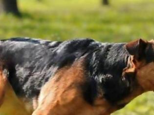 Φωτογραφία για Τρόμος για 11χρονη! Της επιτέθηκε σκύλος την ώρα που έπαιζε αμέριμνη στο πάρκο