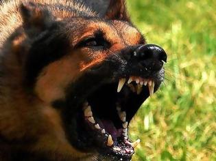 Φωτογραφία για Εικόνες Σοκ: Αγέλη σκύλων επιτέθηκε σε επιχειρηματία στη Γλυφάδα