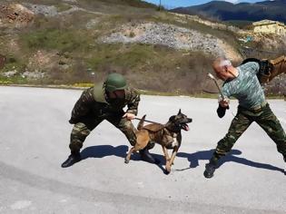 Φωτογραφία για Αυτοί είναι οι μάχιμοι σκύλοι του Στρατού Ξηράς!