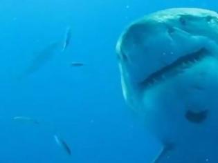 Φωτογραφία για Κρήτη: Κοίταξε κάτω και είδε αυτόν τον καρχαρία μπλεγμένο στα δίχτυα του