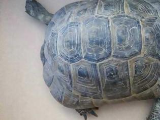 Φωτογραφία για Βρήκαν τη χελώνα και την περιέθαλψαν