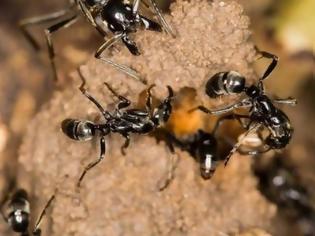 Φωτογραφία για Πώς μεταφέρουν τα μυρμήγκια τους τραυματισμένους στρατιώτες... [video]
