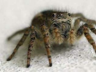 Φωτογραφία για Πώς μπορεί το δηλητήριο της αράχνης να βοηθήσει μετά από εγκεφαλικό