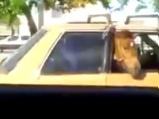 Φωτογραφία για Δείτε το αμάξι που μετέφερε... ένα άλογο! [video]