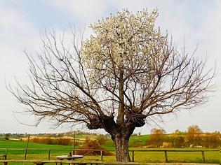 Φωτογραφία για Αυτό είναι το πιο παράξενο δέντρο! [photo]