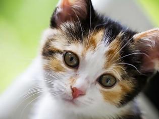 Φωτογραφία για Παρανοϊκή ιδιοκτήτρια έμαθε τη γάτα της να τρώει με πιρούνι... [video]