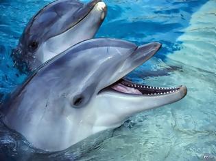 Φωτογραφία για Δικέφαλο δελφίνι βρέθηκε σε παραλία της Σμύρνης στην Τουρκία - Δείτε το μοναδικό αυτό φαινόμενο! [photo]
