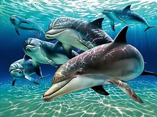 Φωτογραφία για ΑΠΙΣΤΕΥΤΟ: Πως κοιμούνται τα δελφίνια;