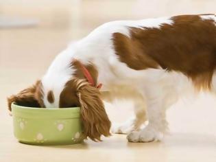 Φωτογραφία για 6 άκρως επικίνδυνες τροφές για τους σκύλους σας