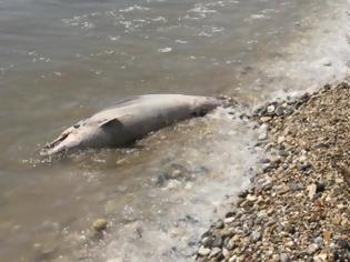 Φωτογραφία για Και δεύτερο νεκρό δελφίνι με κομμένη την ουρά στο Τημένιο – Νεκρή και μία καρέτα