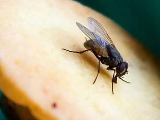 Φωτογραφία για Διαβάστε πόσο δύσκολο είναι να πετύχουμε... μια μύγα και γιατί!