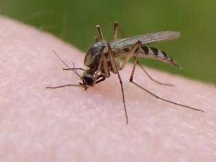 Φωτογραφία για Τι κάνει ορισμένους ανθρώπους πιο… θελκτικούς στα κουνούπια