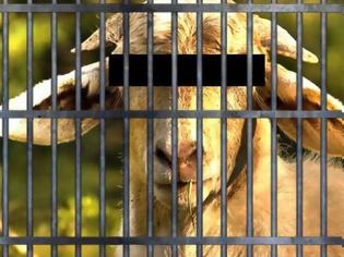 Φωτογραφία για Δεν θα το πιστεύετε... Αυτά είναι τα ζώα που κατέληξαν στη φυλακή... [photos]