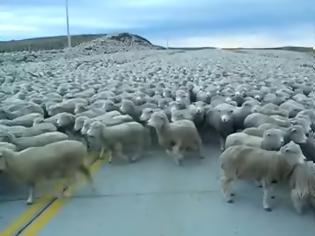 Φωτογραφία για Τόσα πρόβατα παίζει να μην έχετε ξαναδεί ποτέ! [video]
