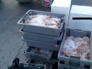 Φωτογραφία για 237 κιλά παράνομα αλιεύματα βρέθηκαν σε φορτηγό-ψυγείο στο λιμάνι Μυτιλήνης- Σε ιδρύματα δόθηκαν τα κατασχεθέντα αλιεύματα