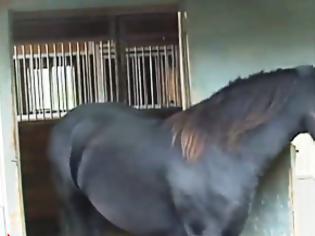 Φωτογραφία για Δεν φαντάζονταν τι συμβαίνει όταν κάθε βράδυ τα άλογα έφευγαν από το στάβλο!  [video]