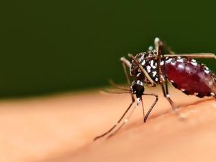 Φωτογραφία για Γιατί τα κουνούπια τσιμπάνε κάποιους και κάποιους άλλους όχι
