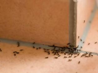 Φωτογραφία για Μυρμήγκια στο σπίτι: 6 φυσικές τεχνικές για να απαλλαγείτε οριστικά