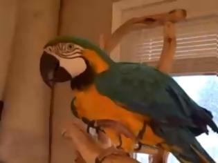 Φωτογραφία για Ξεκαρδιστικό video: Δεν έχετε ξανακούσει παπαγάλο να γελάει έτσι