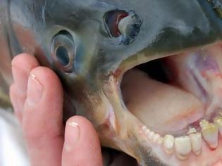 Φωτογραφία για Φονικό ψάρι τρέφεται με... ανδρικά γεννητικά όργανα!