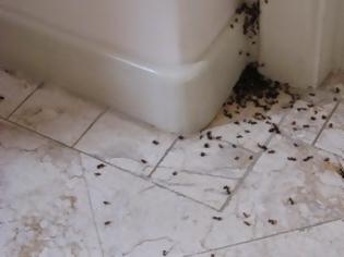 Φωτογραφία για Μυρμήγκια στο σπίτι: Ποια τα 6 φυσικά κόλπα για να απαλλαγείτε οριστικά