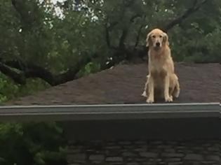 Φωτογραφία για Ο σκύλος που σκαρφαλώνει στη στέγη και η πινακίδα που έβαλαν οι ιδιοκτήτες του