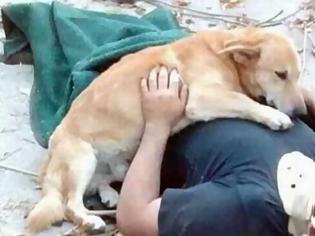 Φωτογραφία για Πιστό σκυλί δεν φεύγει στιγμή από το πλευρό του τραυματισμένου ιδιοκτήτη του