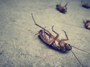 Φωτογραφία για Σωθήκαμε: Ποια η μυρωδιά που δεν αντέχουν με τίποτα κατσαρίδες και μυρμήγκια