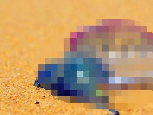 Φωτογραφία για Προσοχή: Αν φέτος το καλοκαίρι δείτε στην παραλία αυτό το μοβ πράγμα μείνετε μακριά