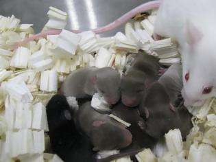 Φωτογραφία για Τα πρώτα ποντίκια γεννήθηκαν στον Διαστημικό Σταθμό ISS