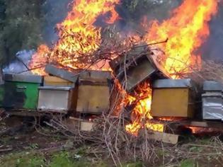 Φωτογραφία για Νέο κρούσμα: Έκαψαν 50 μελίσσια στον Μπράλο