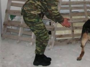 Φωτογραφία για Καταδικάστηκε στρατιωτικός στα Χανιά για κακοποίηση σκύλου