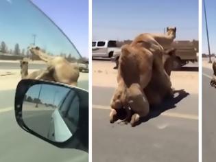 Φωτογραφία για Καμήλες ζουν (κυριολεκτικά) τον έρωτά τους σε αυτοκινητόδρομο