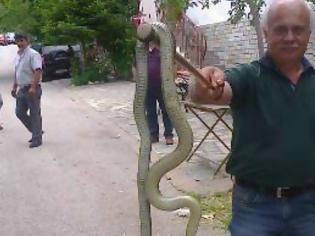 Φωτογραφία για Τρόμος για τους κατοίκουςς - 2 μέτρα φίδι σε χωριό των Τρικάλων