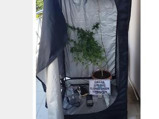 Φωτογραφία για 33χρονος Τρικαλινός καλλιεργούσε χασίσι στην βεράντα του σπιτιού του...