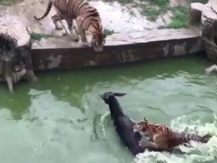 Φωτογραφία για ΑΠΑΝΘΡΩΠΟ: Κλέβουν γάιδαρο από ζωολογικό κήπο και τον πετούν στις τίγρεις