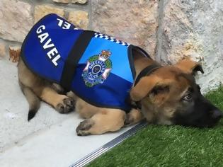 Φωτογραφία για Αστυνομικός-σκύλος απολύθηκε λόγω... καλής συμπεριφοράς