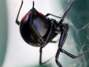Φωτογραφία για Τι θα σου συμβεί αν σε δαγκώσει μαύρη χήρα (την αράχνη εννοούμε)