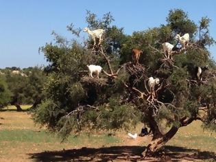 Φωτογραφία για Τα δέντρα με τις… κατσίκες του Μαρόκου