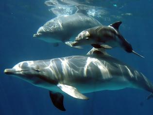 Φωτογραφία για ΘΑΥΜΑ: Δελφίνια έβγαλαν εικόνα της Παναγίας στην ακτή [photos]