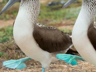 Φωτογραφία για Τα πουλιά που έχουν… μπλε πόδια