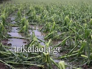 Φωτογραφία για Ισοπεδώθηκαν αγροτικές καλλιέργειες στα Τρίκαλα από ανεμοστρόβιλο και χαλάζι - Απόλυτη καταστροφή