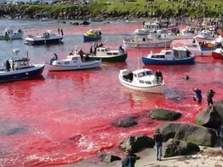 Φωτογραφία για Το βάρβαρο έθιμο της σφαγής των φαλαινών στα Νησιά Φερόε