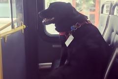 Αυτό το σκυλάκι μπαίνει μόνο του στο λεωφορείο και το internet λιώνει από τη γλύκα