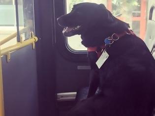Φωτογραφία για Αυτό το σκυλάκι μπαίνει μόνο του στο λεωφορείο και το internet λιώνει από τη γλύκα