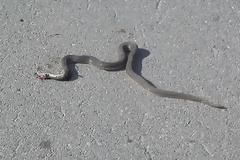 Τρόμος στην Λάρισα - Γέμισε η πόλη με φίδια...
