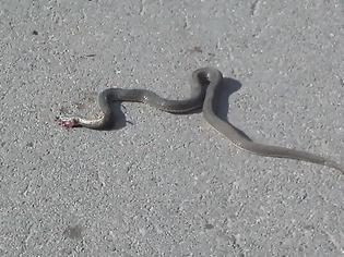 Φωτογραφία για Τρόμος στην Λάρισα - Γέμισε η πόλη με φίδια...