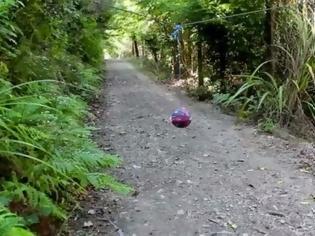 Φωτογραφία για Επικό video: Τι θα γίνει αν κρεμάσεις μια μπάλα στο δάσος; [video]